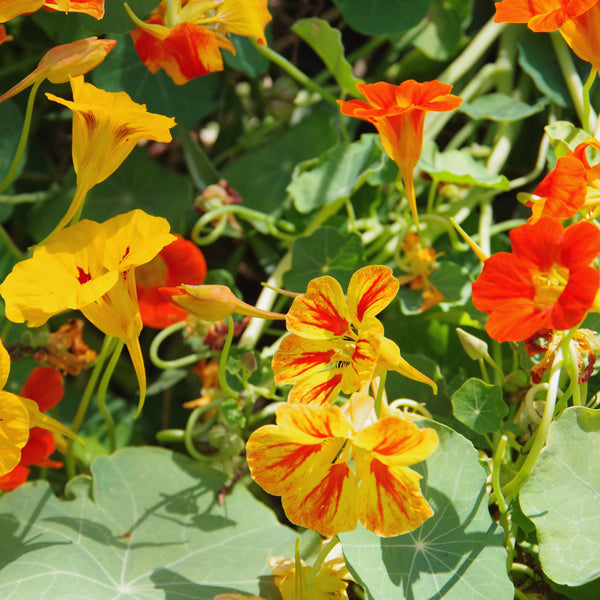 Organic Nasturtium Mix 'Kaleidoscope'