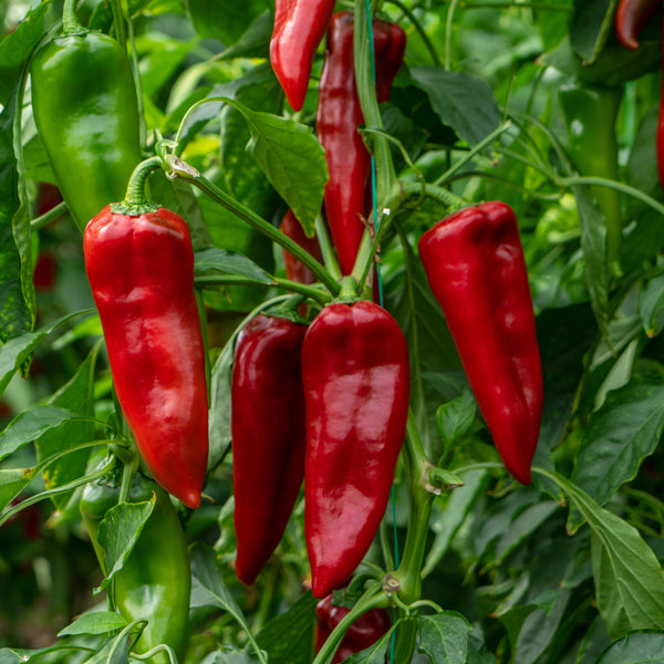 Organic long red pepper 'Melrose'