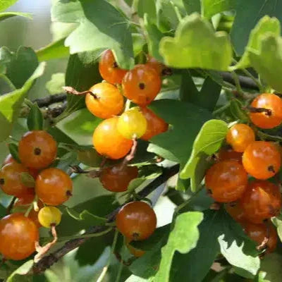 Berries 'Golden Pearl' Organic