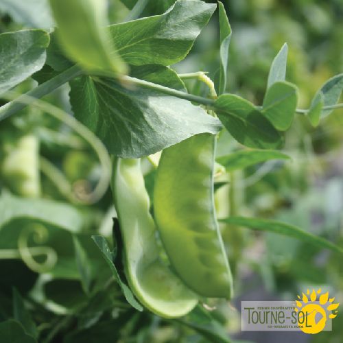 Oregon Sugar Pod II Snow Peas