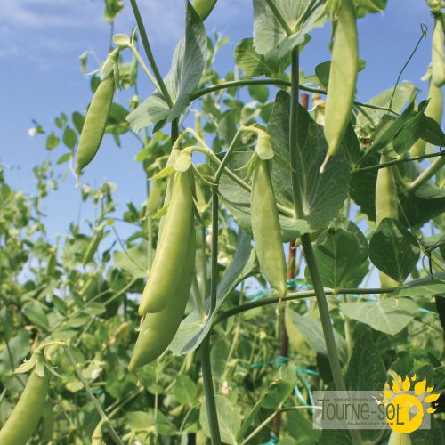 Sugar snap peas