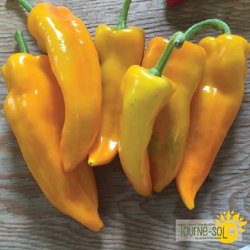 Yellow pepper 'Gatherer's Gold'