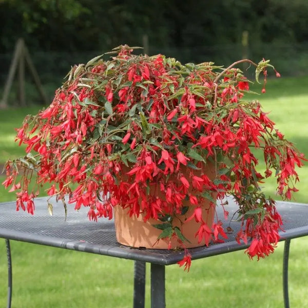 Begonia Bossa Nova™ Red F1