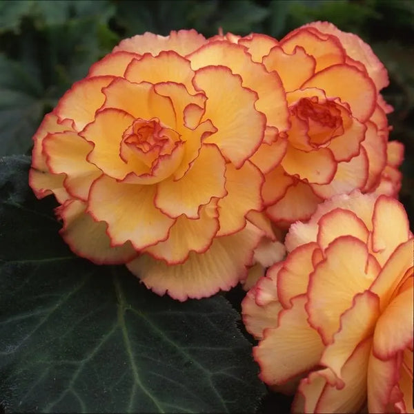 Begonia AmeriHybrid® Picotee Sunburst F1