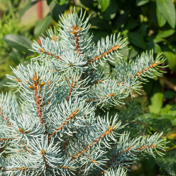 White Spruce