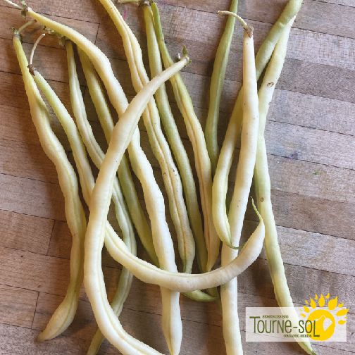 Yellow climbing bean 'Monte Gusto'