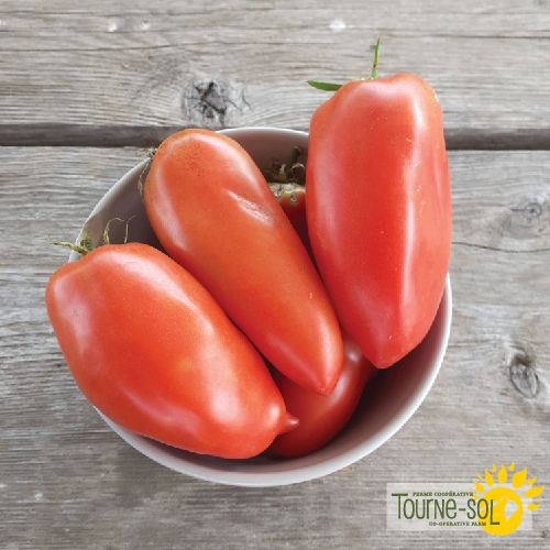 Andean Horned Tomato