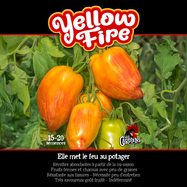 Tomate 'Yellow Fire'