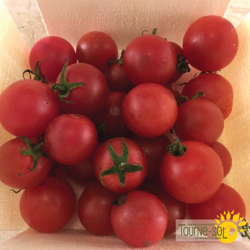 Peacevine Cherry Red Tomato