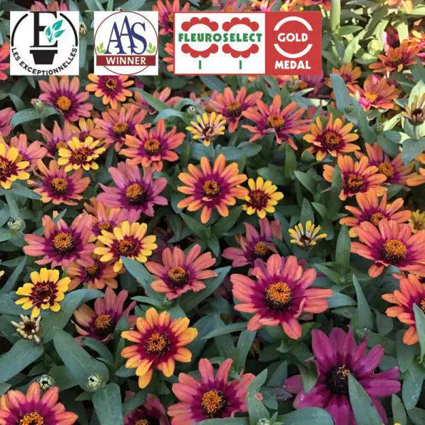 Zinnia Profusion Red Yellow Bicolor F1