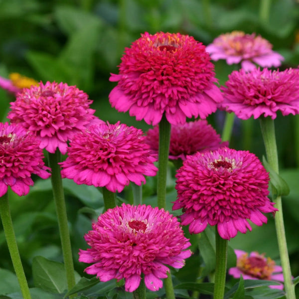 Zinnia 'Zinderella Purple'