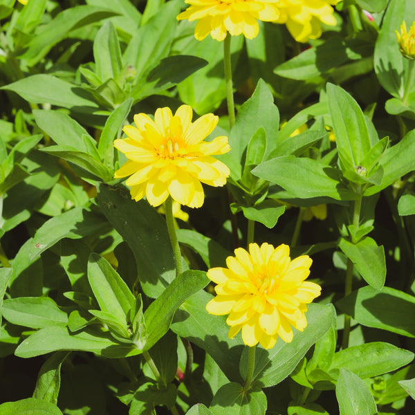 Zinnia Profusion Double Yellow F1