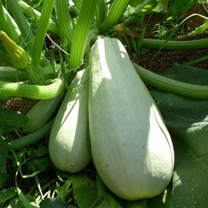 Courgette Libanaise 'Light Green'