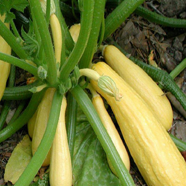 Organic yellow 'Crookneck' zucchini