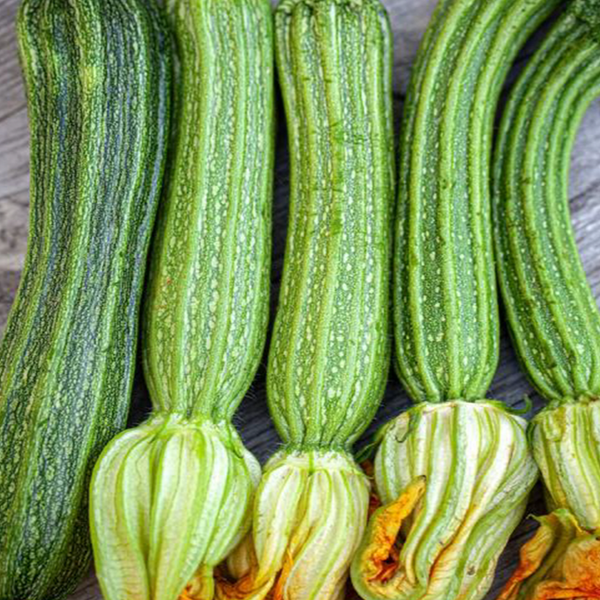 Organic Italian Zucchini 'Costata Romanesco'