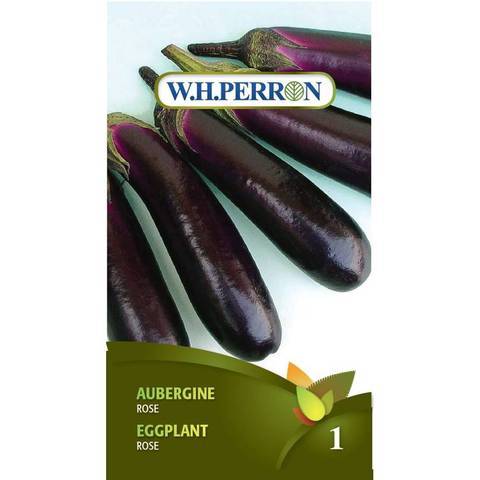Aubergine Rose / Pink Eggplant - Pépinière