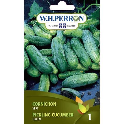 Cornichon Vert / Green Pickle - Pépinière