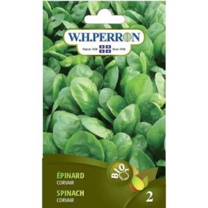 Épinard ‘Corvair’ / ‘Corvair’ Spinach - Pépinière