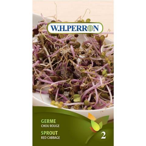 Germe Chou Rouge / Sprout Red Cabbage - Pépinière