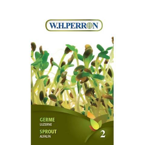 Germe Luzerne / Sprout Alfalfa - Pépinière
