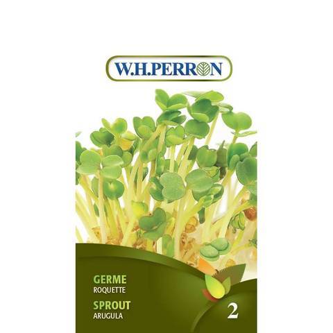Germe Roquette / Sprout Arugula - Pépinière