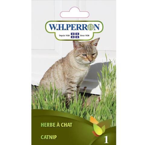 Herbe à Chat / Catnip - Pépinière