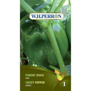 Poivron Vert / Green Sweet Pepper - Pépinière