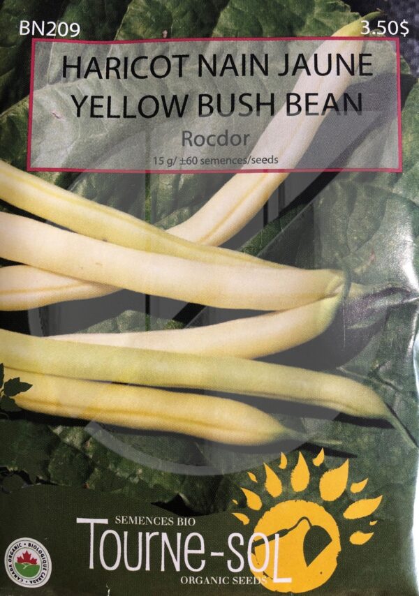 Haricot Nain Jaune ‘Rocdor’ / ‘Rocdor’ Yellow Bush Bean - Pépinière