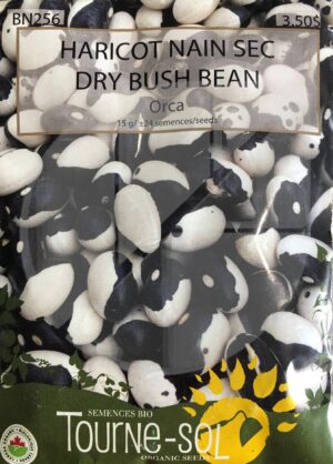 Dry bush bean ‘Orca’ - Pépinière