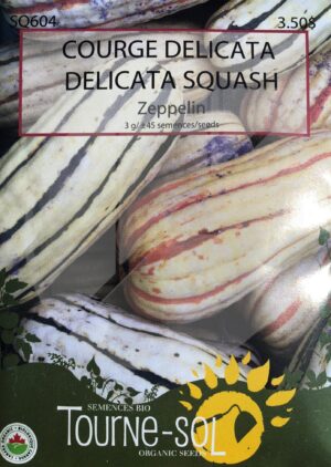 Delicatea Squash ‘Zeppelin’ - Pépinière
