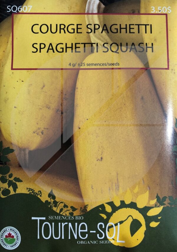 Courge Spaghetti / Spaghetti Squash - Pépinière