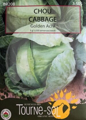 Green Cabbage ‘Golden Acre’ - Pépinière