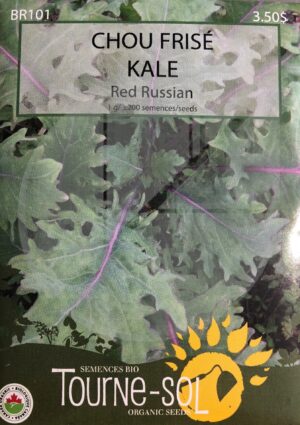 Kale ‘Red Russian’ - Pépinière
