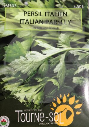 Persil Italien / Italian Parsley - Pépinière