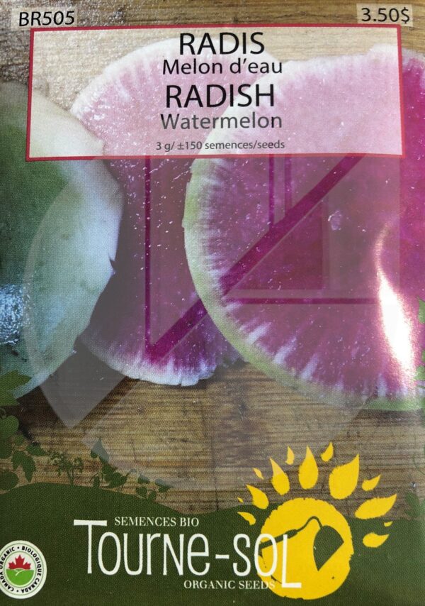 Radis Melon d’Eau / Watermelon Radish - Pépinière