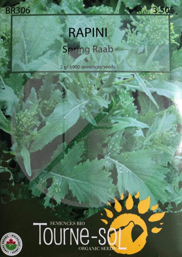 Rapini ‘Spring Raab’ / ‘Spring Raab’ Rapini - Pépinière