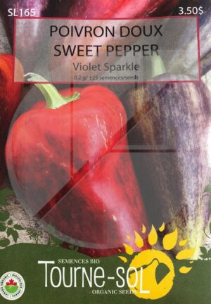 Sweet Pepper ‘Violet Sparkle’ - Pépinière