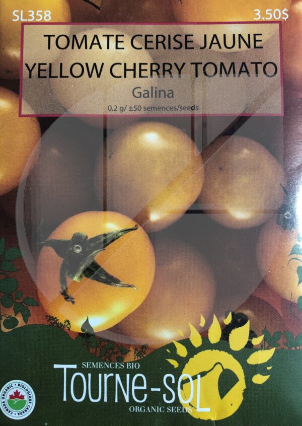 Tomate Cerise Jaune ‘Galina’ / ‘Galina’ Yellow Cherry Tomato - Pépinière