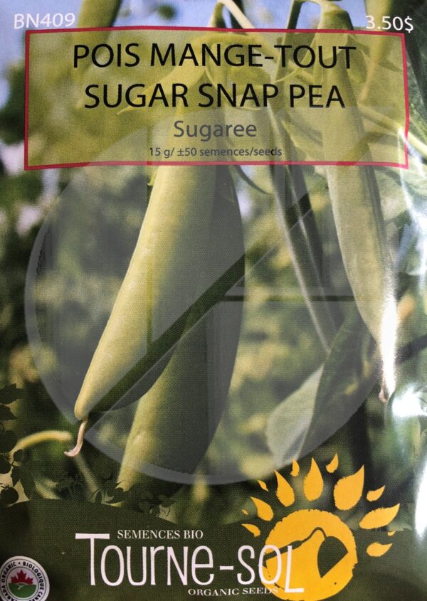 Pois Mange-Tout ‘Sugaree’ /  ‘Sugaree’ Sugar Snap Pea - Pépinière
