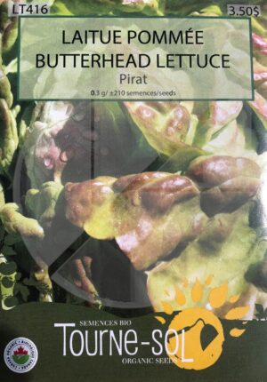 Butterhead lettuce ‘Pirat’ - Pépinière