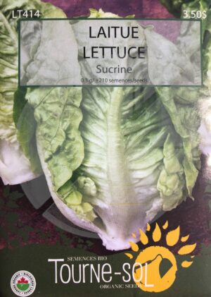 Lettuce ‘Sucrine’ - Pépinière