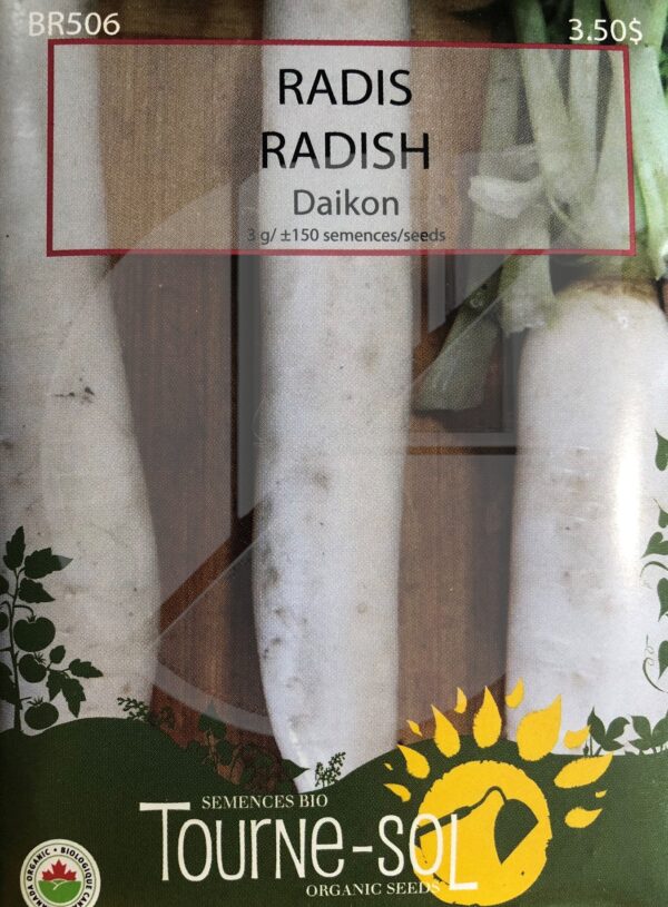 Radis Daikon / Daikon Radish - Pépinière