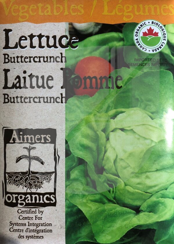 Laitue Pommée ‘Buttercrunch’ / ‘Buttercrunch’ Lettuce - Pépinière