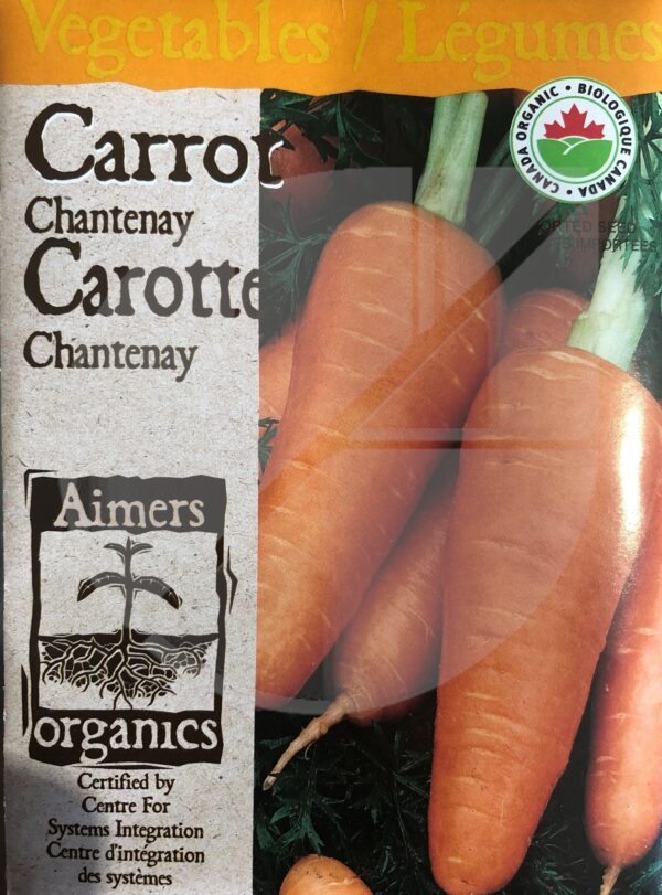 Carotte ‘Chantenay’ / ‘Chantenay’ Carrot - Pépinière