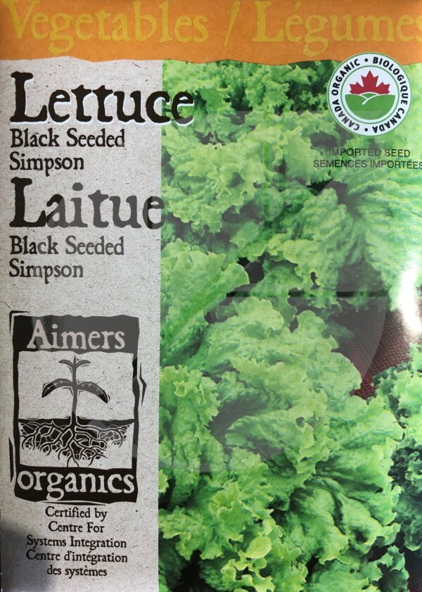 Laitue ‘Black Seeded Simpson’ / ‘Black Seeded Simpson’ Lettuce - Pépinière