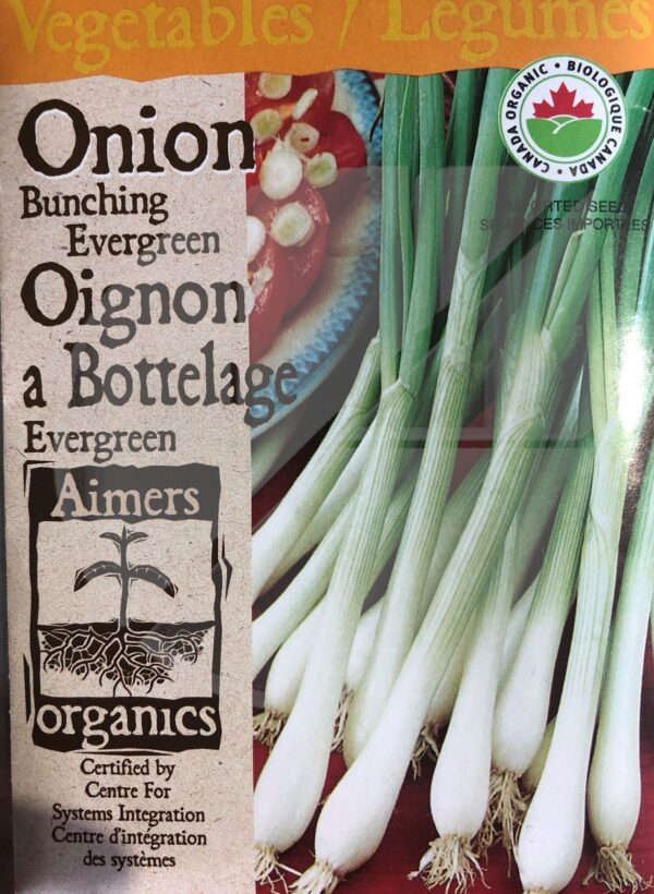Oignon a Bottelage ‘Evergreen’ / ‘Evergreen’ Onion Bunching - Pépinière