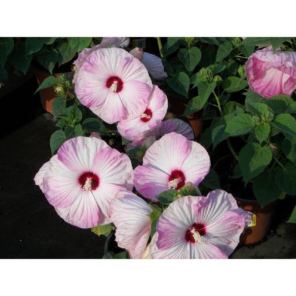 Hibiscus moscheutos ‘Luna Pink Swirl’ (Hibiscus vivaces) - Pépinière