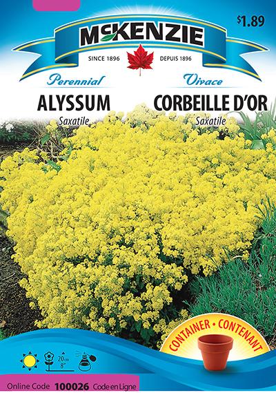 Corbeille d’Or / Alyssum Saxatile - Pépinière