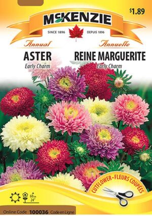Reine Marguerite ‘Early Charm’ / ‘Early Charm’ Aster - Pépinière