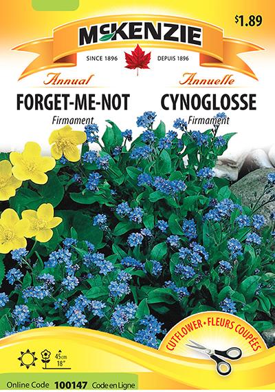 Cynoglosse ‘Firmament » / ‘Firmament’ Forget-Me-Not - Pépinière